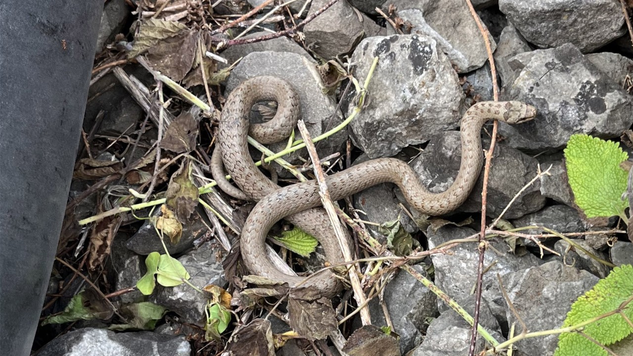 Smooth snakes in the engineering works area