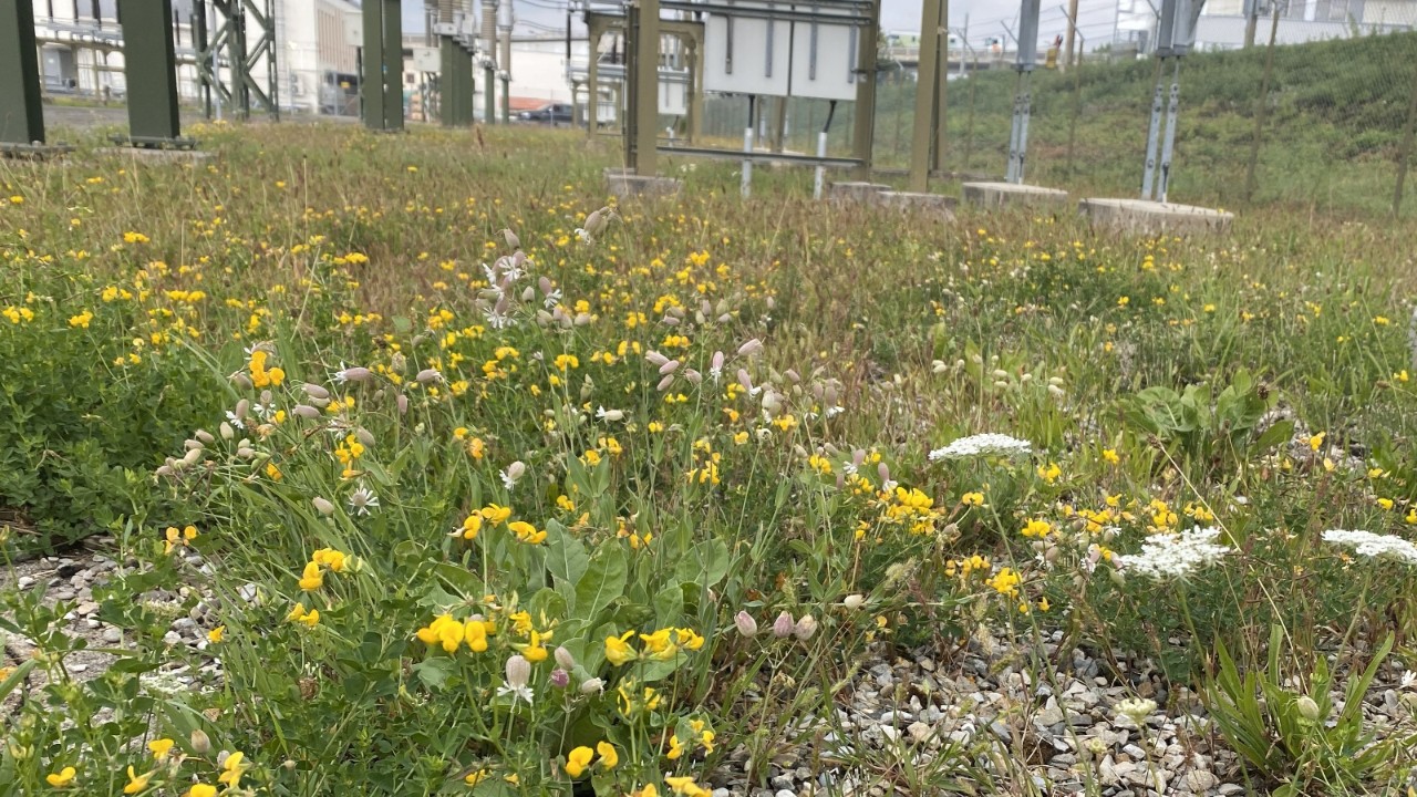 Species-rich meadow.