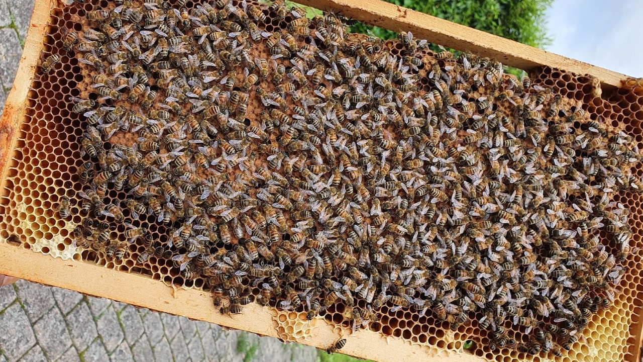 Das gerettete Bienenvolk aus dem Wylerfeld.